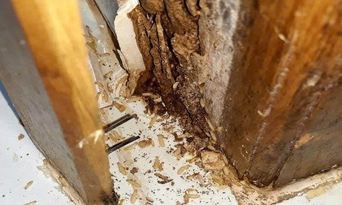 Cửa gỗ truyền thống bị mối mọt tấn công